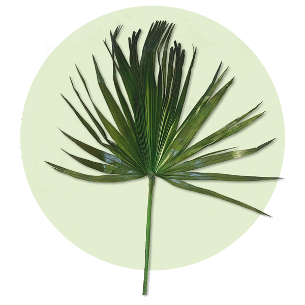 palm leaves washingtonia